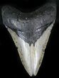 Bargain Megalodon Tooth - North Carolina #22939-1